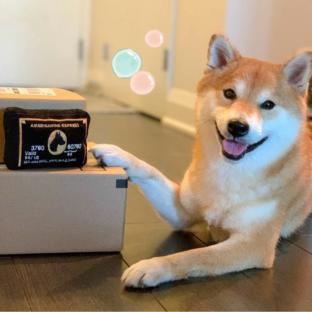 AMERICANINE-EDPRESS BLACK CARD PET TOY FOR DOG / CAT